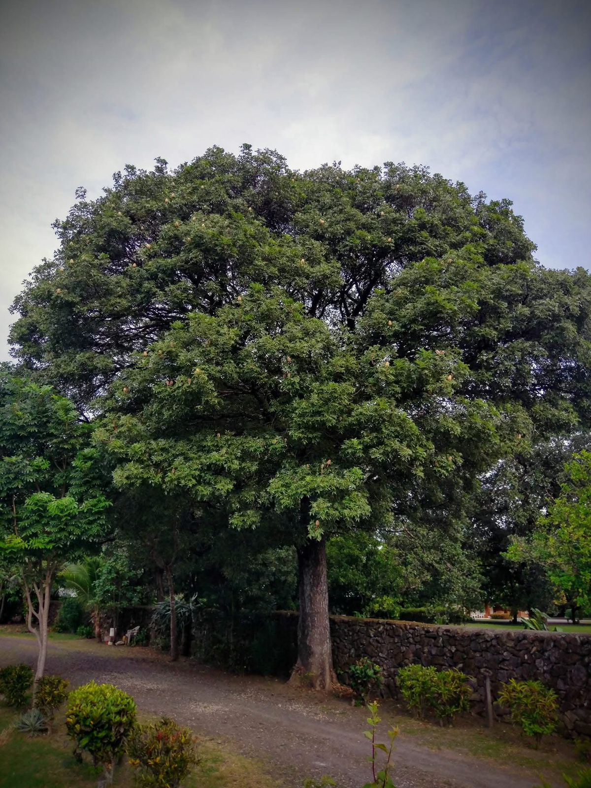 Caoba